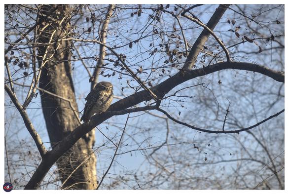 A spotted owlet is perched and sleeping on a branch. there are more out of focus branches far back.