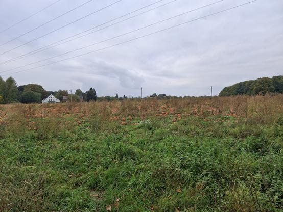 Ein Kürbenfeld bei Bielefeld