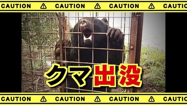 クマが道路を歩く 車の中から目撃 静岡県との県境付近 山梨・富士河口湖町（UTYテレビ山梨） - Yahoo!ニュース - Yahoo!ニュース