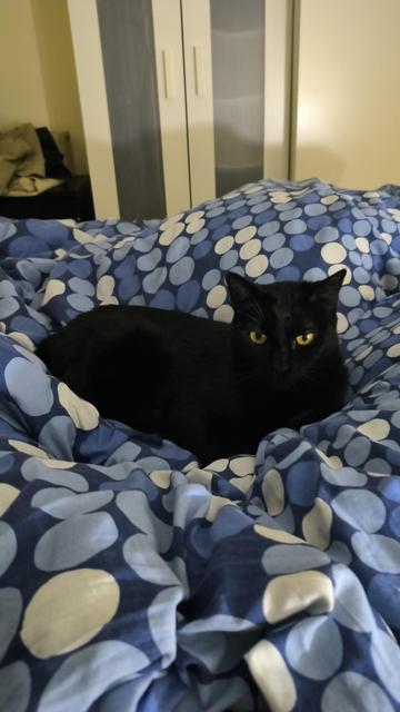 Mi gata Lluna no me deja levantarme de la cama