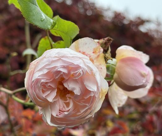 Zwei rosafarbene Rosenblüten, im Hintergrund eine in herbstlichen Farben bewachsene Hauswand