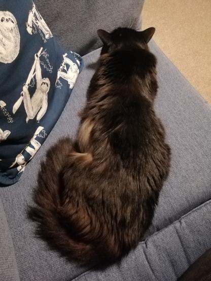 A floofy tuxedo cat lies stretched diagonally across a couch cushion. Only black fur is shoeing. She looks very long.