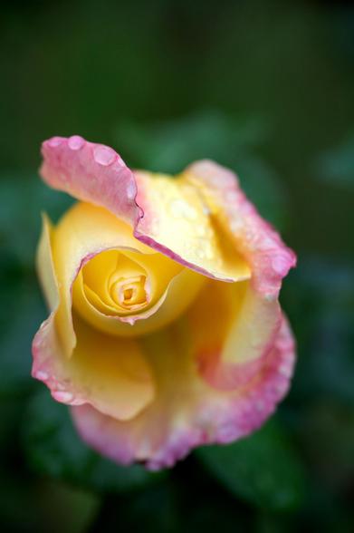 Auf dem Bild ist eine Rosenblüte zu sehen. Die Blüte ist gelb mit rosa Rändern und hat Tautropfen auf den Blütenblättern.