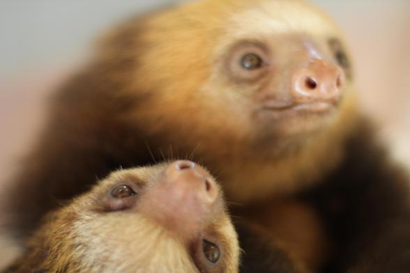 Two cute baby sloths