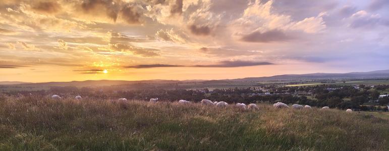 Wispy clouds above an orange sunset over hills with sheep grazing long grass & a small country town in the valley below.