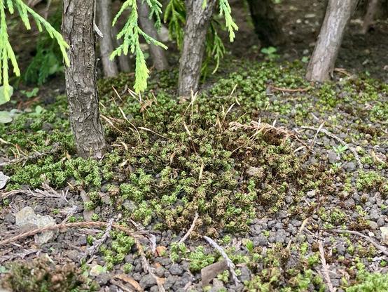 植え込みの下の地面に生えたコケ