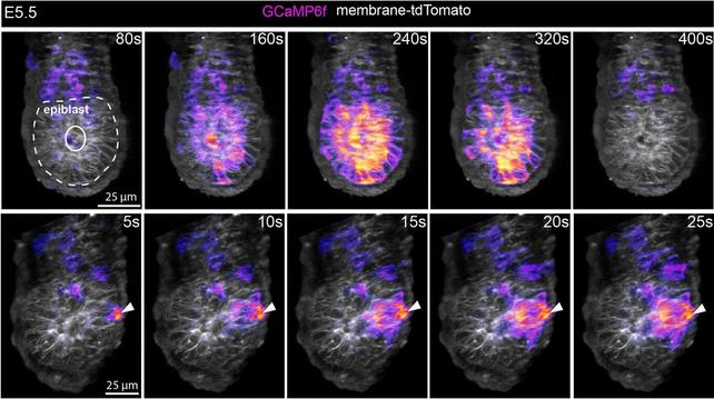 Epiblast Ca2+ waves propagate from the apical to basal domain. The images show selected time points from movies of E5.5 GCaMP6f embryos imaged using a ZEISS lattice light-sheet 7 microscope. Top row: An example of an epiblast wave involving a large proportion of the tissue captured by imaging a volume of the embryo at 20-s intervals. A total of 9/16 embryos showed at least one epiblast Ca2+ wave. Bottom row: Faster imaging at 5-s interval revealed that the Ca2+ wave in the epiblast can be preceded by a transient in a neighboring VE cell—this was observed in 5/19 events from 9 embryos (white arrowheads).