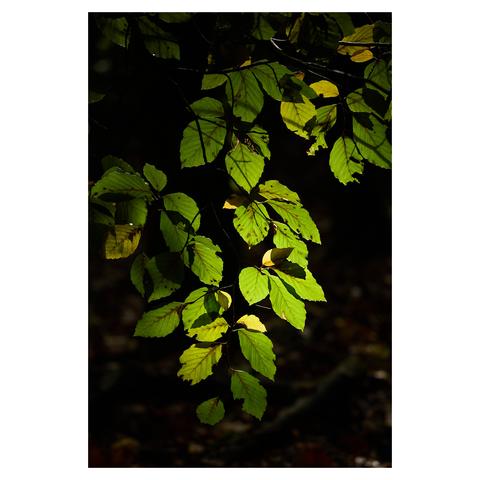 Bright green leaves on a tree branch, backlit by the afternoon sun. The background is dark.