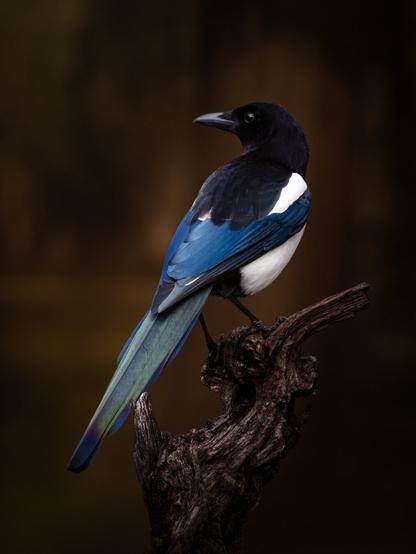 𝗣𝗶𝗰𝘁𝘂𝗿𝗲 𝗗𝗲𝘀𝗰𝗿𝗶𝗽𝘁𝗶𝗼𝗻 (𝗘𝗻𝗴): A dark, tenebrist-style image in which a magpie appears, occupying almost the entire frame, facing backward, with its head turned. We can see its black back, tinged with blue and green, as well as its dazzling white belly and shoulders.

𝗗𝗲𝘀𝗰𝗿𝗶𝗽𝗰𝗶𝗼́𝗻 (𝗘𝘀𝗽): Imagen oscura, de estilo tenebrista en la que aparece una urraca ocupando casi todo el plano, está de espaldas, con la cabeza vuelta. Podemos ver su dorso negro y con irisaciones azules y verdes, así como su vientre y hombros de un blanco deslumbrante.