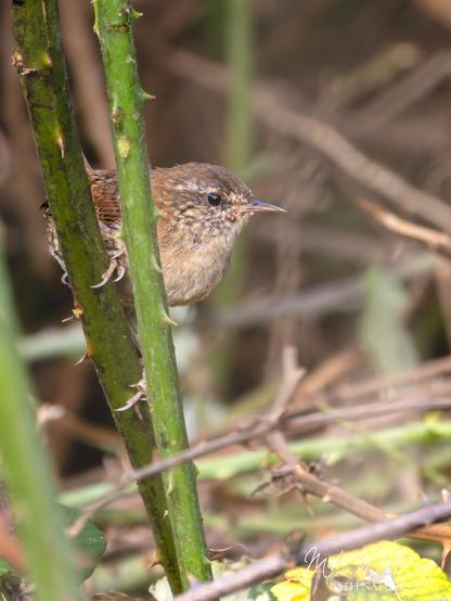 A Wren, a small brown bird, on a bramble stem