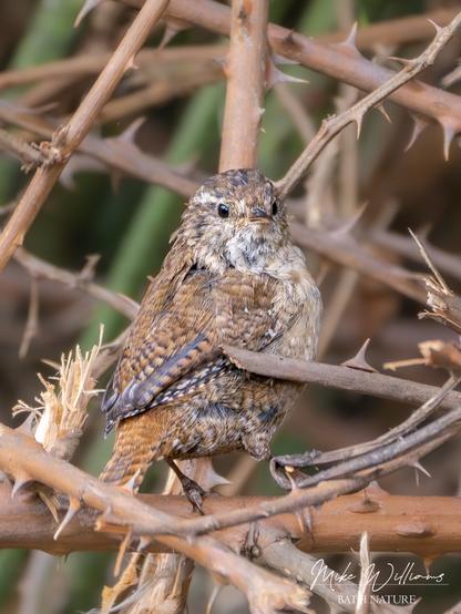 A Wren, a small brown bird, on a bramble stem