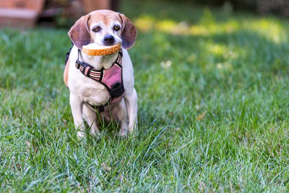 Lucy, the beagle dog mix, asking for permission to eat an entire slice of bread she found in the creek in the backyard.