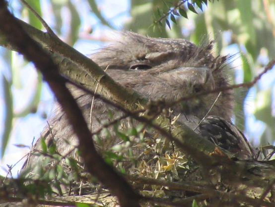 Close up of a brown bird that looks like they’re make out of a mix of tree bard and dryer lint