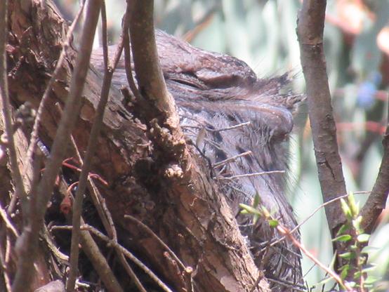 Close up of a brown bird that looks like they’re make out of a mix of tree bard and dryer lint