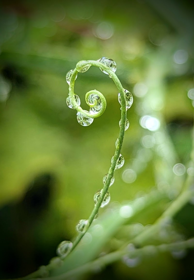 Raindrop beads on a spiral tendril of a sweet pea against a green background in the garden, photo by Karen Kaspar
