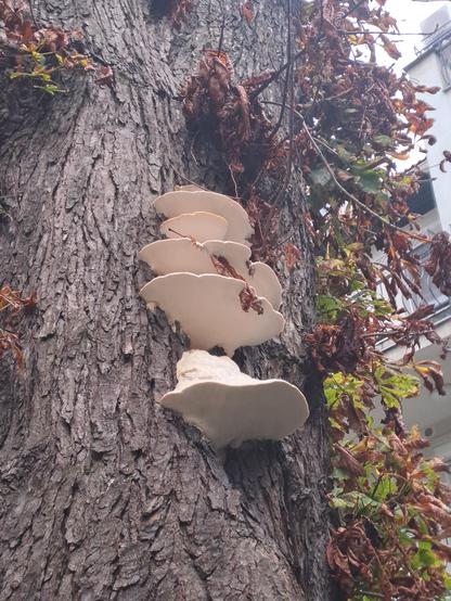 Large white mushrooms growing on the side of an old chestnut tree, surrounded by browning leaves. One fallen leaf is stuck on the umbrellas of the mushroom, and the mushroom has grown around it.
