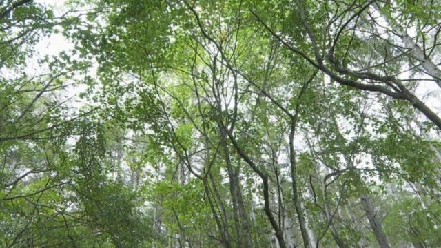 キノコ狩りの男性が死亡 集合時間になっても戻らず 県内で山岳遭難が相次ぐ 山梨 | 山梨のニュース | ＵＴＹテレビ山梨 (2ページ) - TBS NEWS DIG