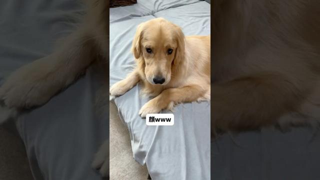 顔ですぐわかる#大型犬 #ゴールデンレトリバー