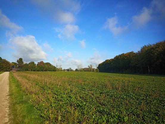 Feld und Bäume. Blauer Himmel.