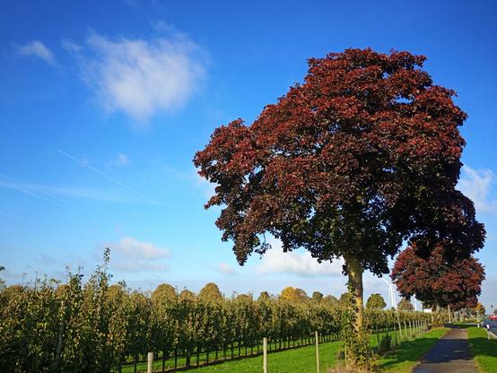 Ein rötlicher Baum neben kleinen Obstbäumen vor blauem Himmel.