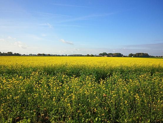 Ein blühendes Rapsfeld im Sonnenschein.