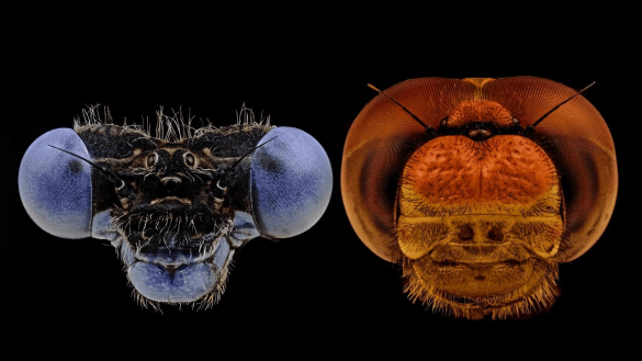 Two microscopic close-up images showing insect compound eyes - one blue-tinted eye with spiky features on the left and one orange-tinted rounded compound eye on the right, both displaying the intricate hexagonal patterns of their visual structures.