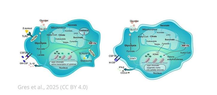 Epigenetic and metabolic reprogramming of dermal MΦ in S. aureus infection.