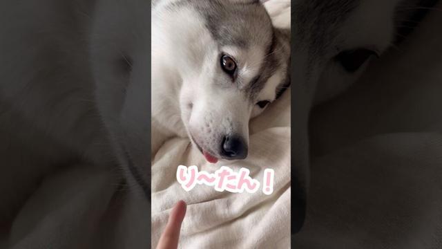 絶対に舌を触られたくないハスキー #シベリアンハスキー #ハスキー #ハスキー犬