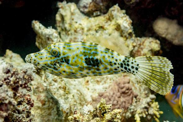 Aluterus scriptus