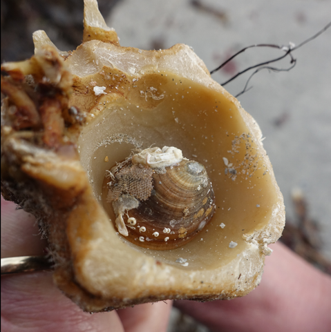 A small brownish limpet sits inside a hollow in the stem of a large yellow-brown seaweed. The limpet has some  white encrusting worm-tubes, and a patch of flat, sponge-like colonial bryozoans on its shell.