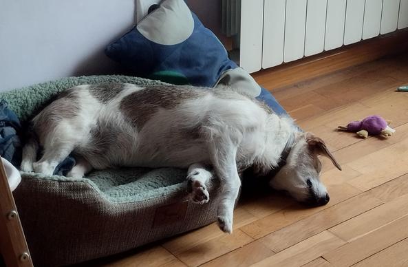 Foto de un perrito en una cama nido. Está con la cabeza fuera y parte del cuerpo