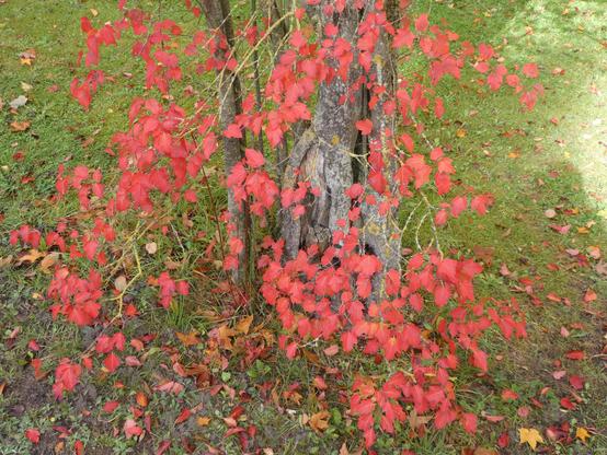 Wundervoll rote Blätter an einem Baum.