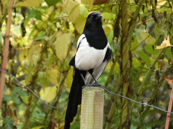 Eine Elster sitzt auf einem Zaunpfahl. Sie kuckt beinahe in die Kamera. Ihr linker Flügel hängt herunter, ist nicht am Körper angeklappt. Im Hintergrund sind Pflanzen. Stämme, Blätter.