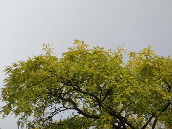 Ein Baum mit gelb-grünlichen Blättern vor grauem Himmel. Die Farben wirken intensiv.