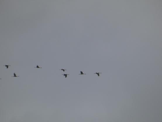 Kraniche fliegen vor grauem Himmel. Man sieht das Leittier der Formation und einige folgende Kraniche.