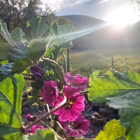Rayons de soleil rasant 
Et grosses fleurs de mauves rose foncé