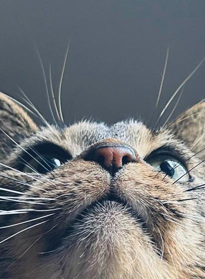 close up of my tabby, Frankie, looking up to the top of the frame of the picture in front of a dark grey background. You can see up her little salmon colored nose here, and all the details on her fur and whiskers.