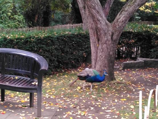 a peacock with Prussian blue breast feathers and a very truncated tail