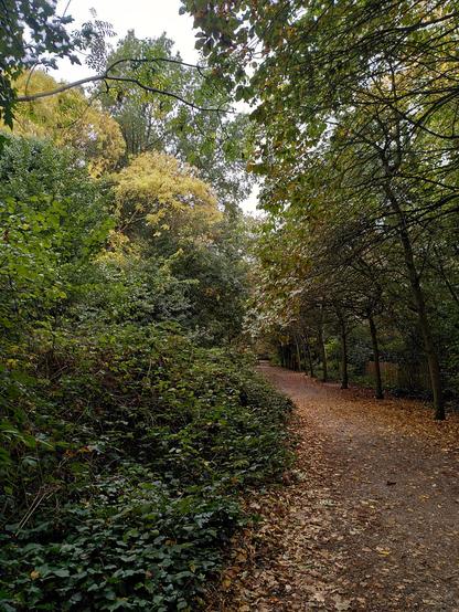 More early autumn colours in the Holland Park woods