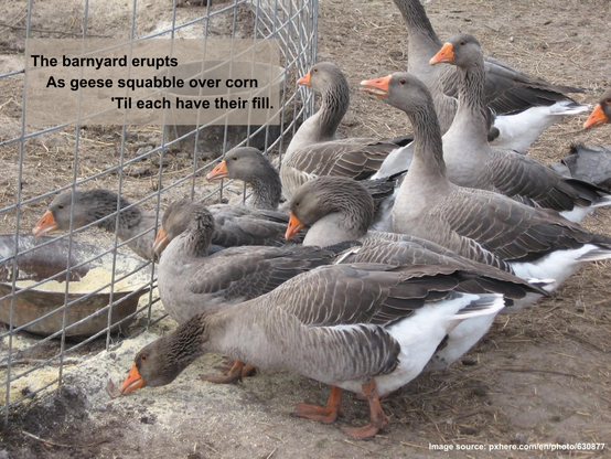 a gaggle of geese gather to eat off the ground and from bowls, overlaid with haiku:

The barnyard erupts
As geese squabble over corn
'Til each have their fill.

Image source: pxhere.com/en/photo/630877