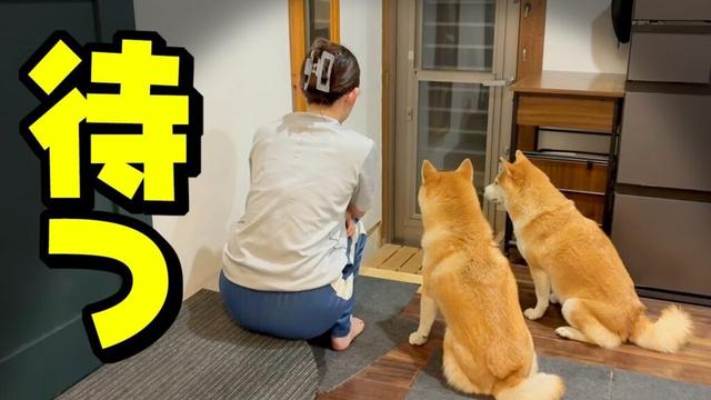 パパが夜釣りに出かけたら柴犬姉妹がこうなりました…