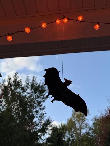 Looking up at a lightening dawn sky, with small orange globe lights strung along the edge of a porch ceiling. A handsome bat (plastic) is hanging, silhouetted against that same sky. 

It’s getting quite cold out here!