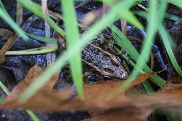 Photo of Lithobates palustris (Pickerel Frog) by tomfeild. Attribution: (c) Tom Field, some rights reserved (CC BY).