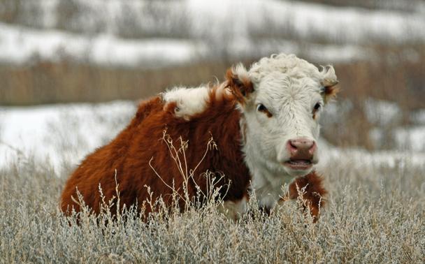 #Hereford #Cow lying in sage