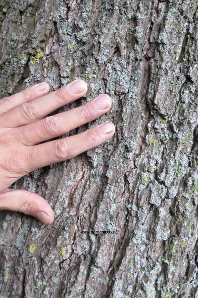 Photo of treespecies Alnus speathii : Category is bast-bark-rinde-ecorse-corteza