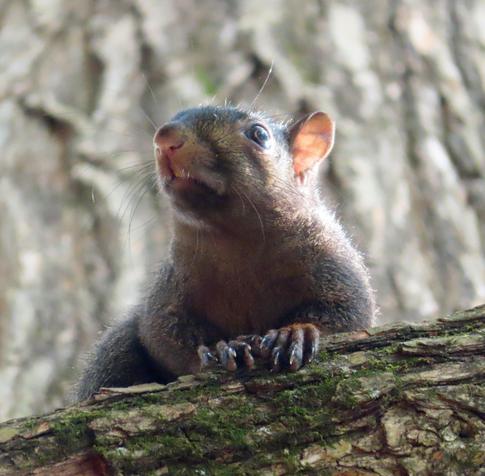 dark squirrel serving face