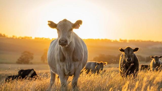 Nella fotografia, alcune mucche al pascolo.