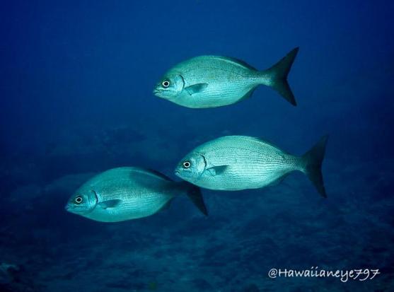 A trio of silver fish swimming over an ocean reef.  The fish are as long as your forearm and  have slightly forked and black tails.