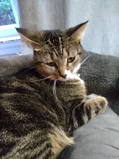 Pax, our brown tabby cat with white markings, is lying in her grey cat bed by a curtained window.  She looks disheveled and not quite awake yet.  Her amber-colored eyes are struggling to stay open.  One striped foreleg is curled under.  Her whiskers are going out in all directions.  Her ears are somewhat in airplane mode.