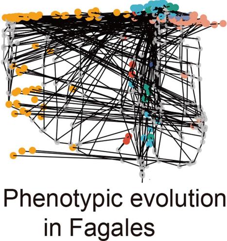 Fagales exhibit an “early burst” model of phenotypic disparification, with the morphospace being filled during the early radiation of the Fagales crown and its major families. Elevated levels of phenotypic evolution often correspond to hotspots of gene duplication, whereas species diversification is decoupled from both phenotypic and genomic evolution.